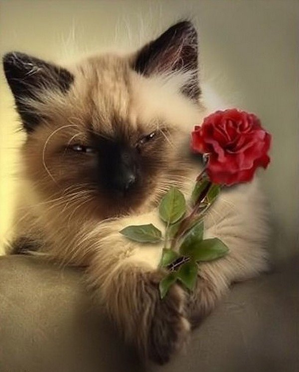 Любимый кошка с днем рождения Любимый кошка с днем рождения